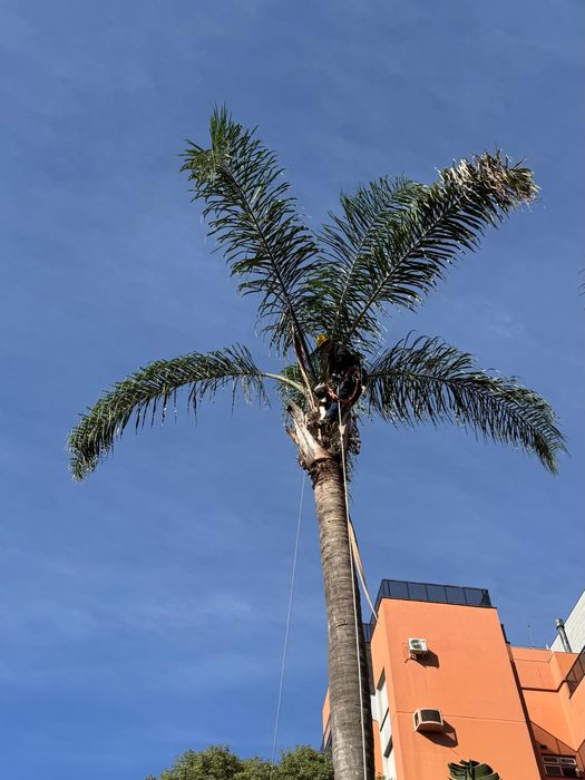 Palmeira após a poda
