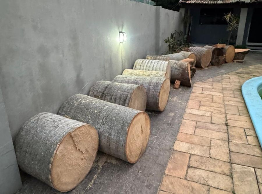 Toras de palmeira organizadas após o serviço